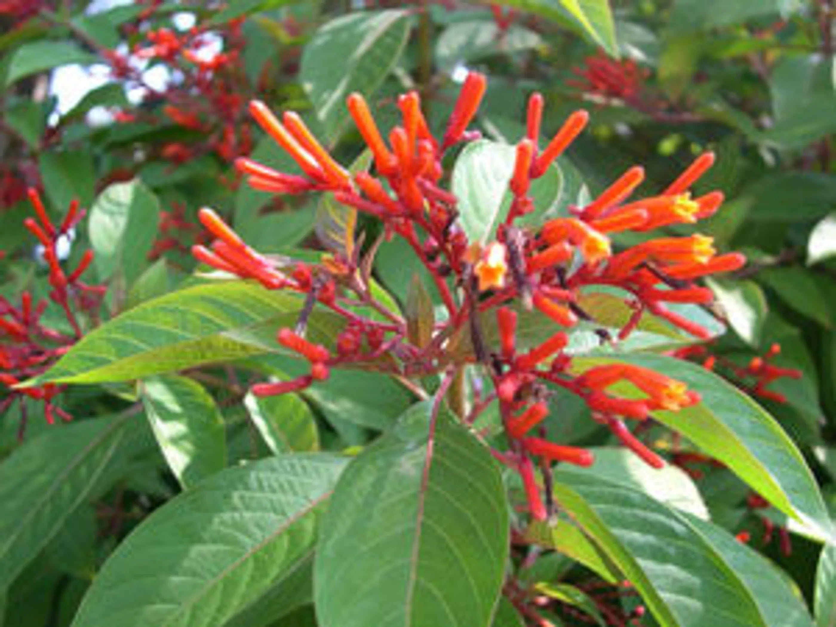 Natura Petz Organics First Aid & Wound Meal Topper