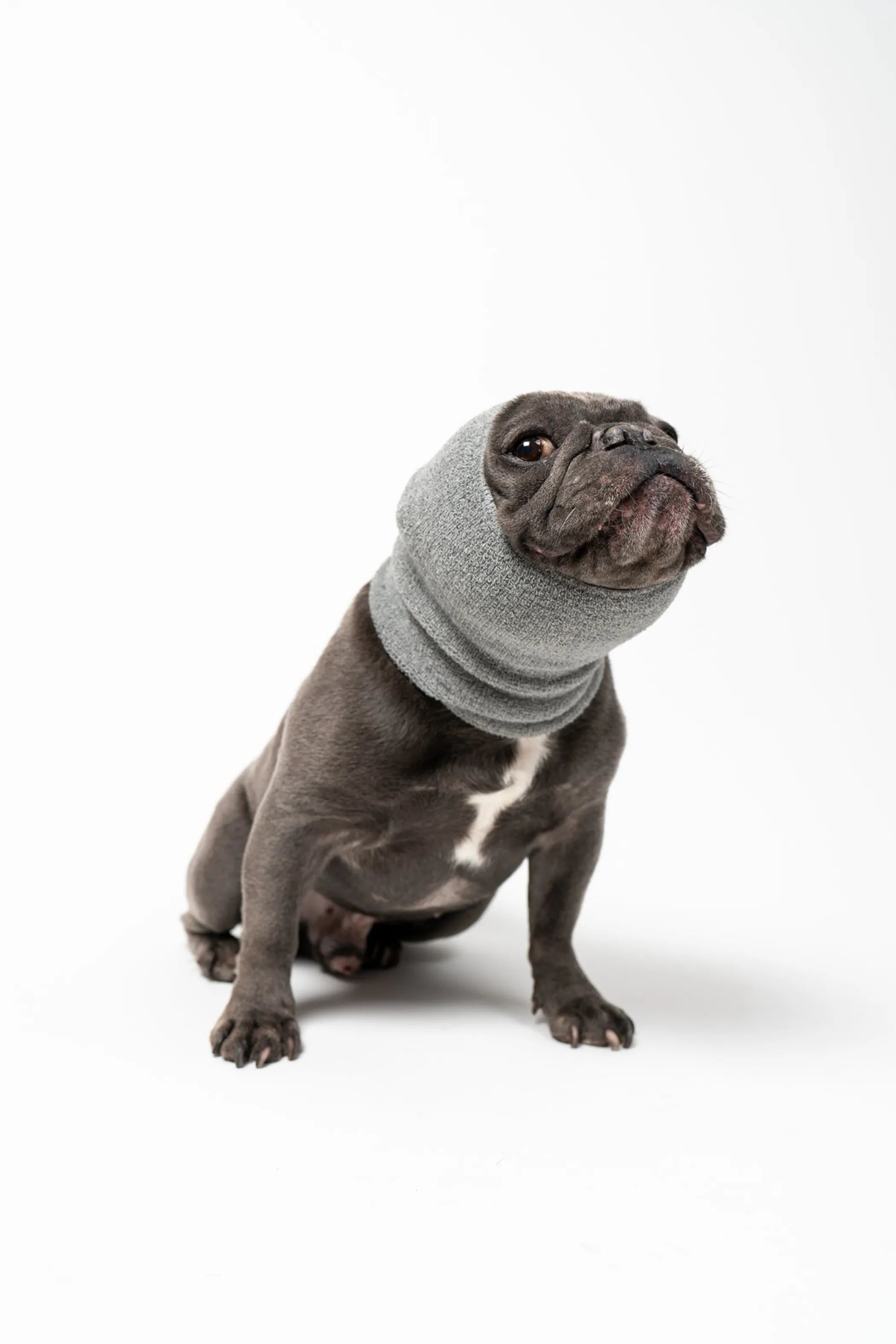 Pet Hoodz Dog Hoodie for Anxiety