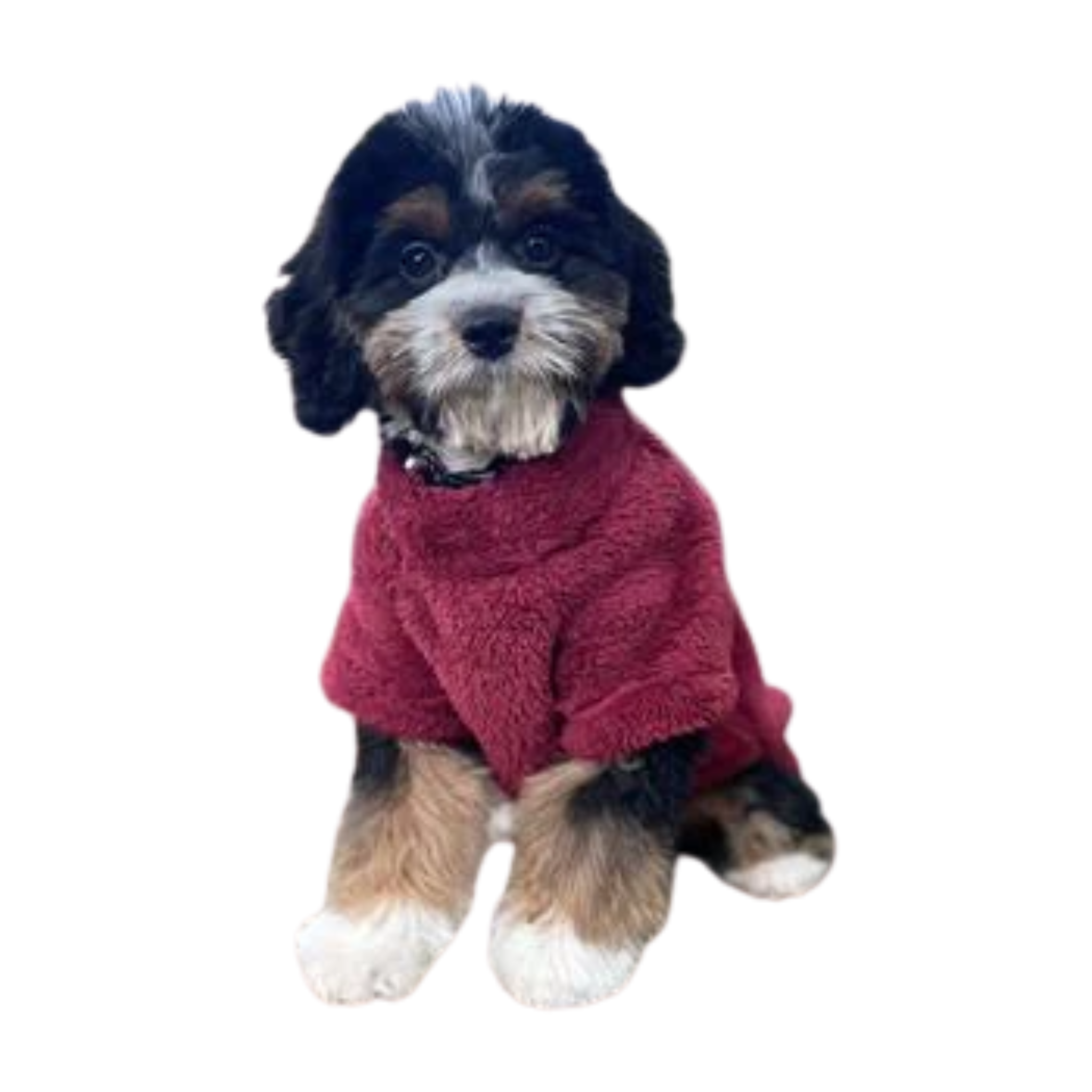 Dog Pullovers & Sweaters