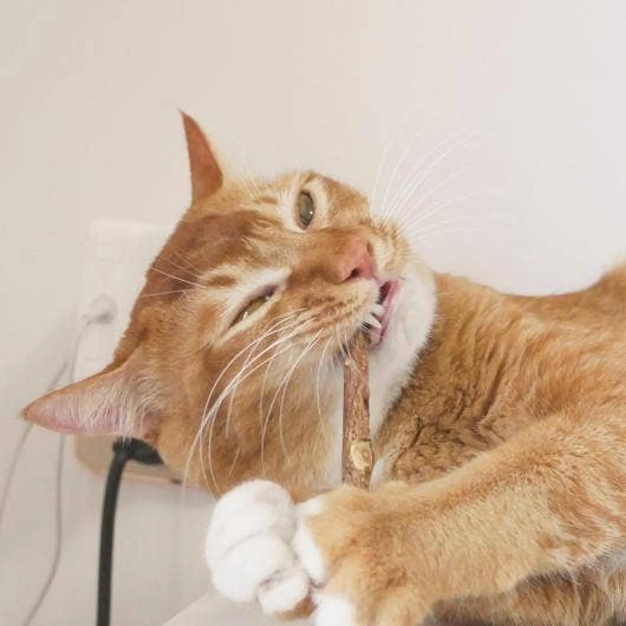 Matatabi Dental Sticks for Cats