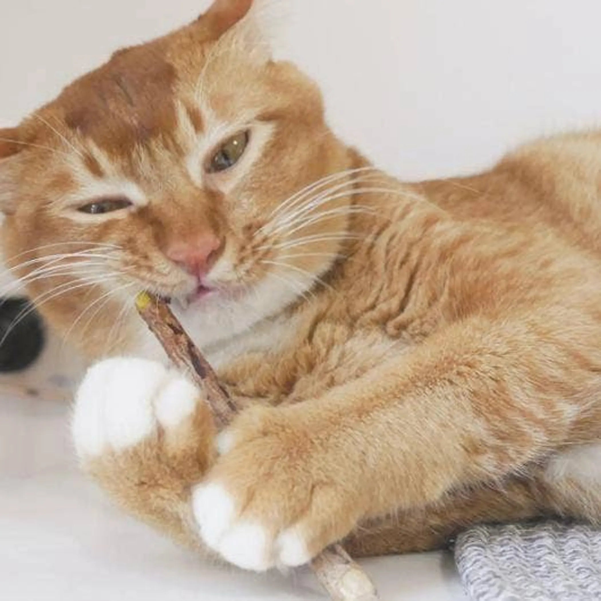 Matatabi Dental Sticks for Cats