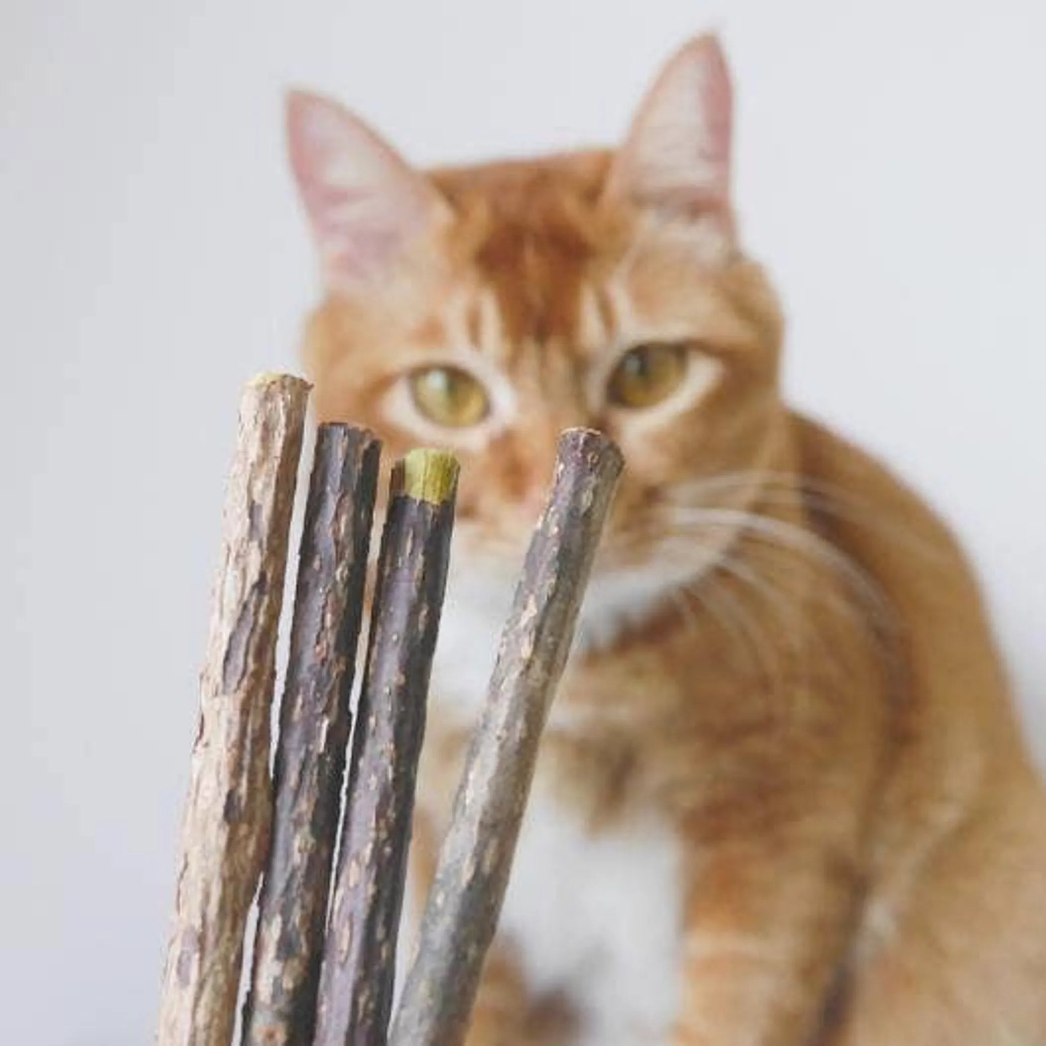 Matatabi Dental Sticks for Cats