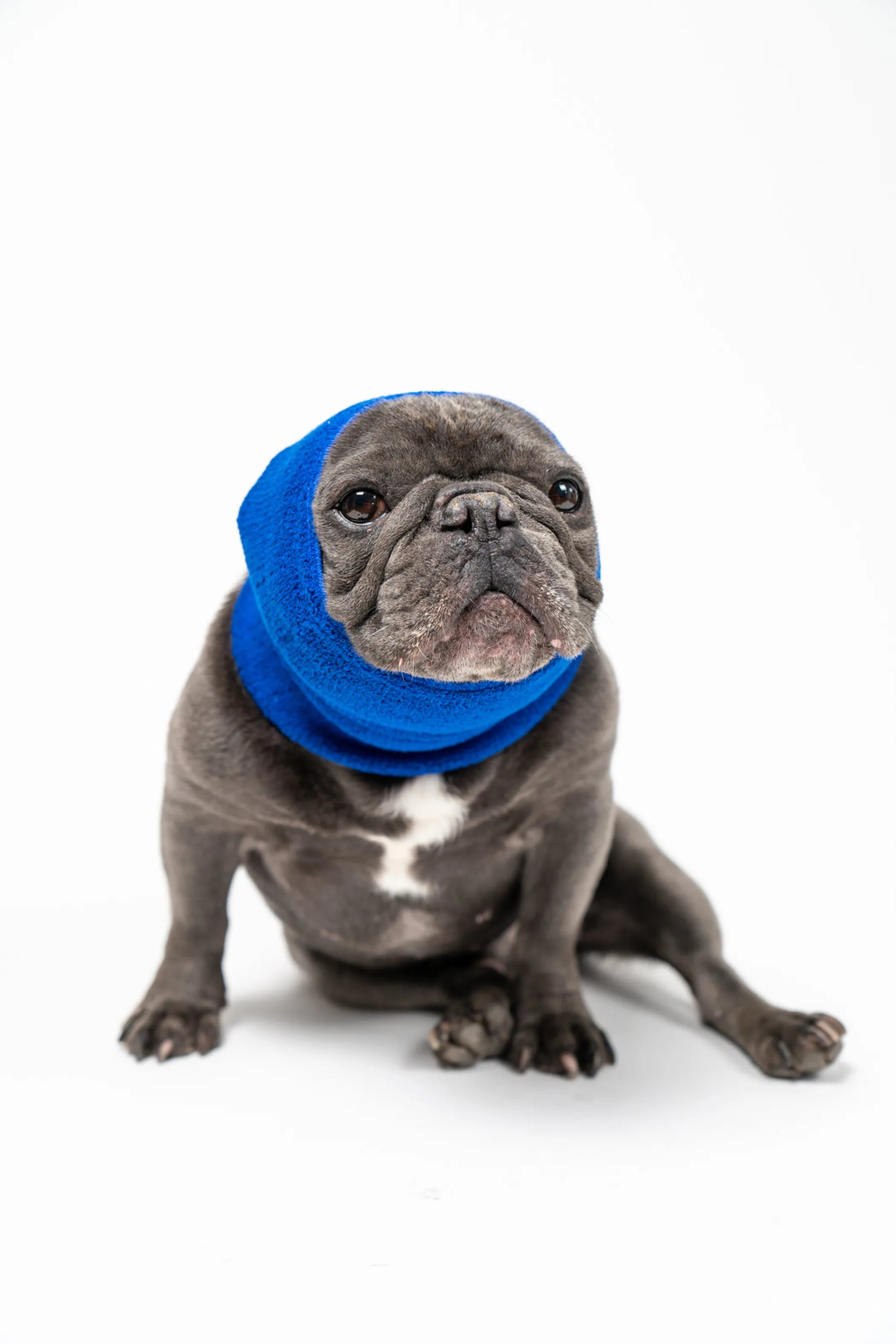 Pet Hoodz Dog Hoodie for Anxiety