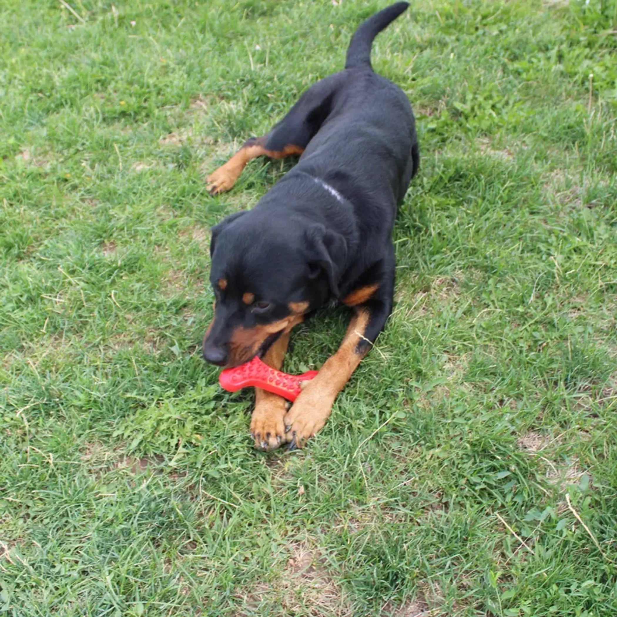 Arlo’s Favorite Rubber Bone