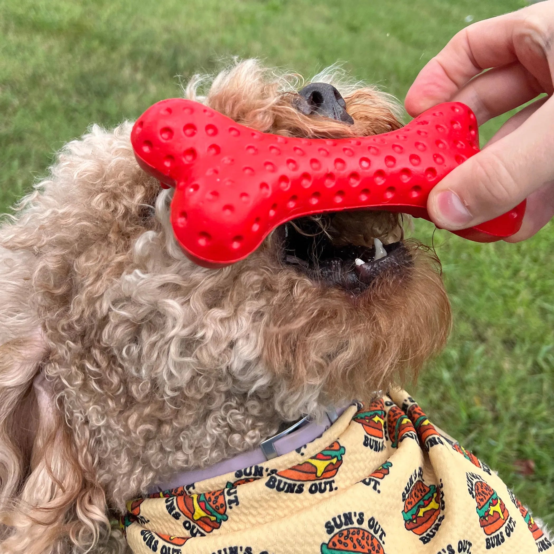 Arlo’s Favorite Rubber Bone