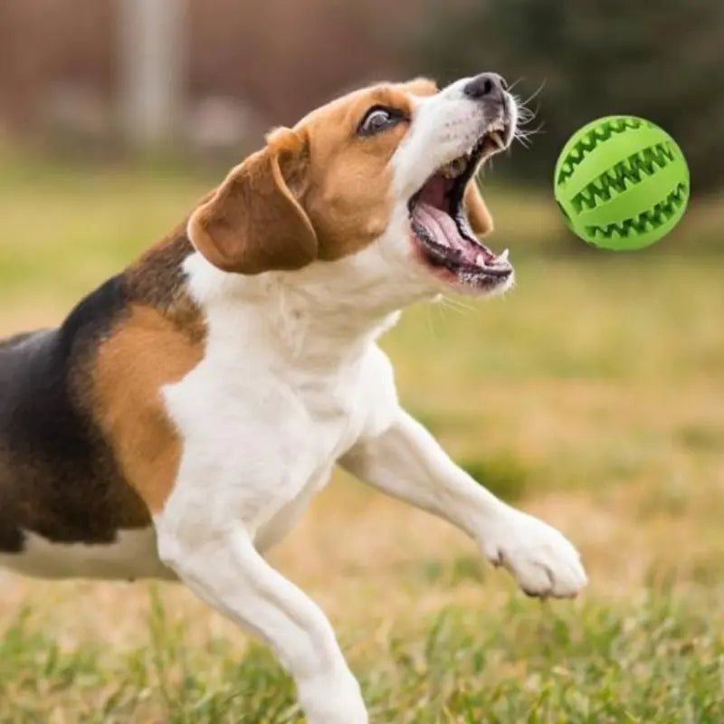 Interactive Rubber Fetch & Chew Toy
