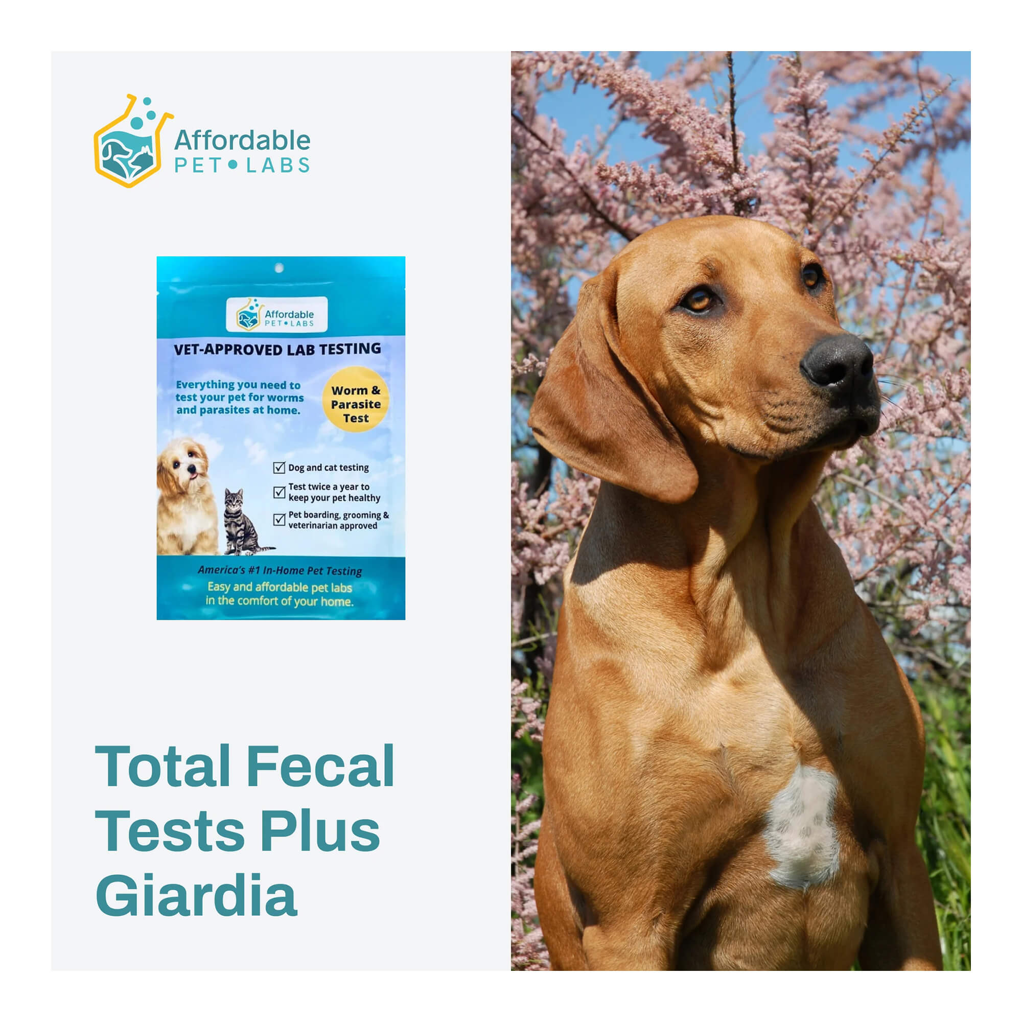 Affordable Pet Labs Total Fecal Tests Plus Giardia For Dogs and Cats Easy Home Kit