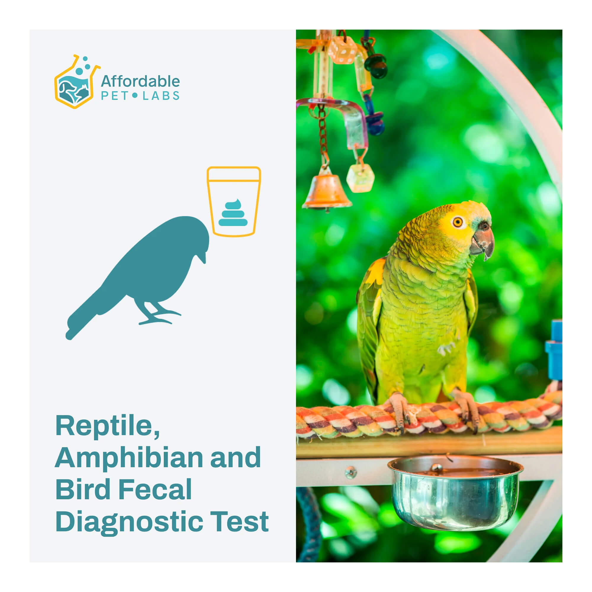 Affordable Pet Labs Reptile, Amphibian and Bird Fecal Diagnostic Test Easy Home Kit