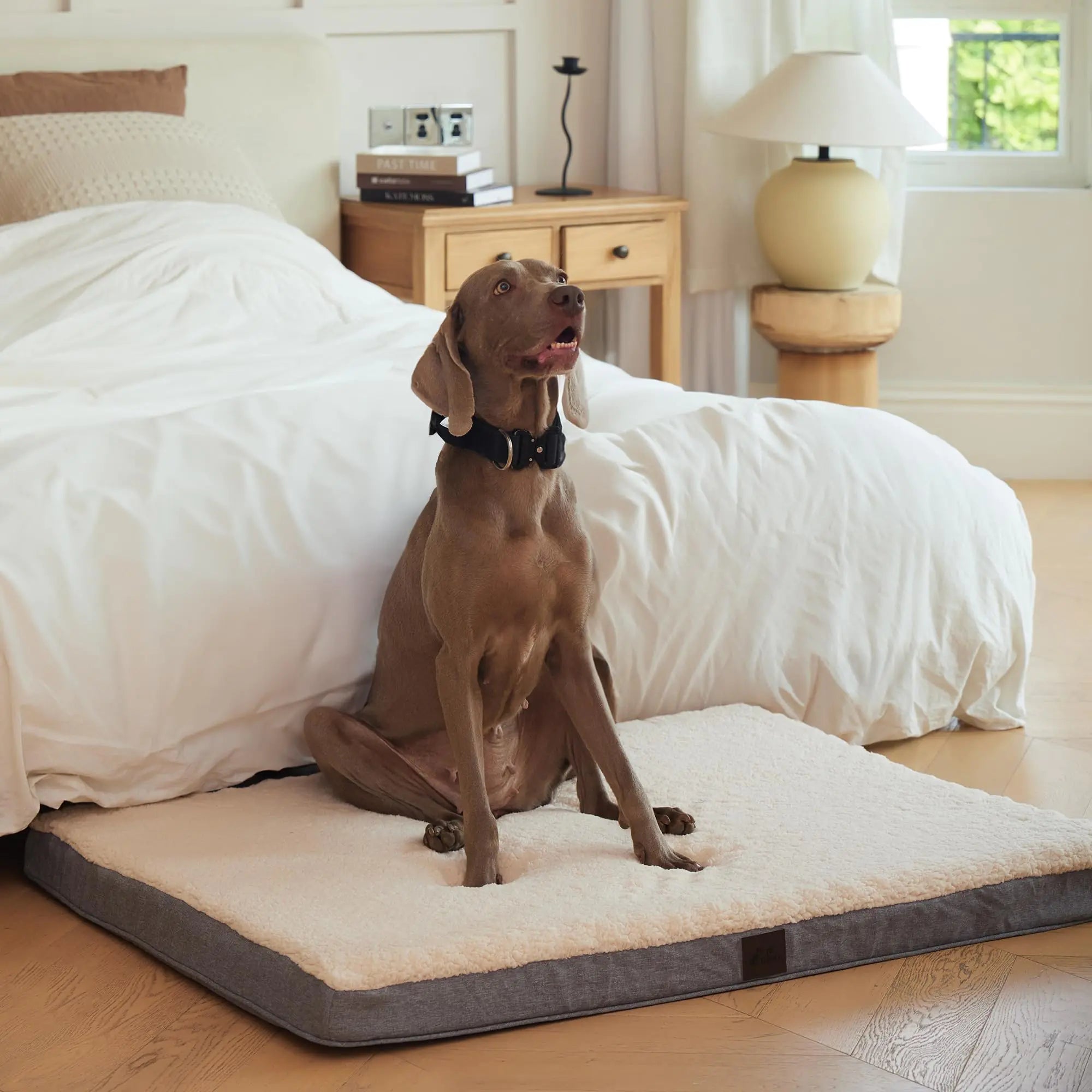Extra Large Orthopedic Dog Bed