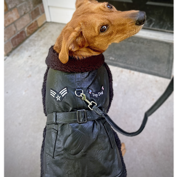 Luxurious Designer Faux Leather Harness Coat & Leash