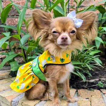 Ladybugs and Daises Dog Dress & Matching Leash