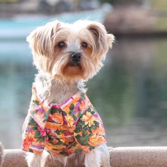 Sunset Hibiscus Hawaiian Camp Shirt