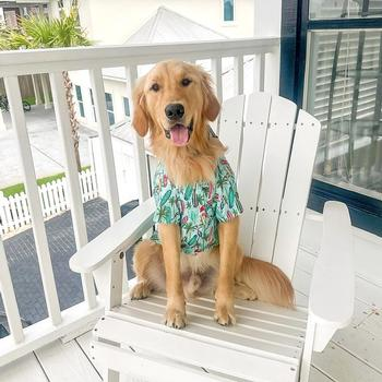 Surfboard & Palms Hawaiian Camp Shirt