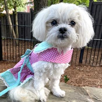 LIMITED QUANTITIES! Pink & Teal Polka Dot and Lace Dog Dress with Matching Leash