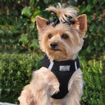 American River Solid Ultra Choke Free Dog Harnesses