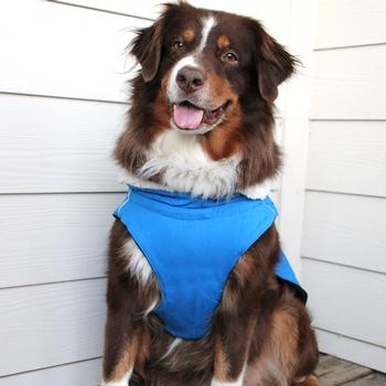 Alpine Tuff Terrain Dog Coat - Mountain Lake