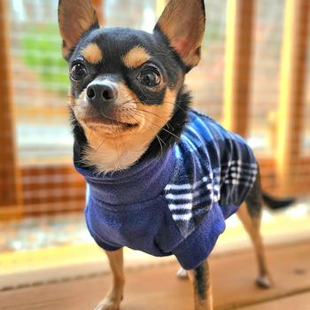 Highline Fleece Dog Coats - 3 Colors!