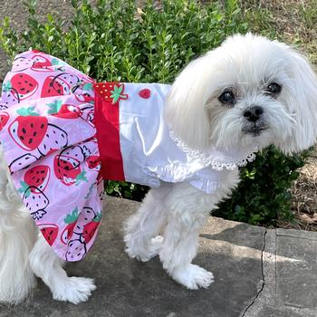 Strawberry Picnic Dog Dress & Matching Leash