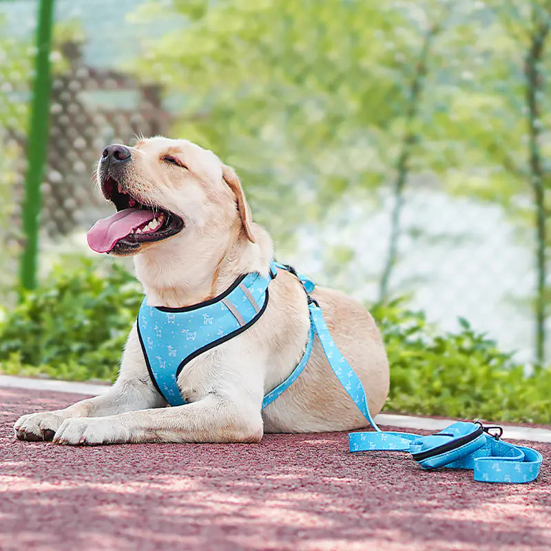The Ultimate Leash, Harness, Scarf, and Bow Set