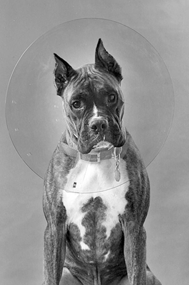 ClearCollar Elizabethan Restraint Collar  Size 18